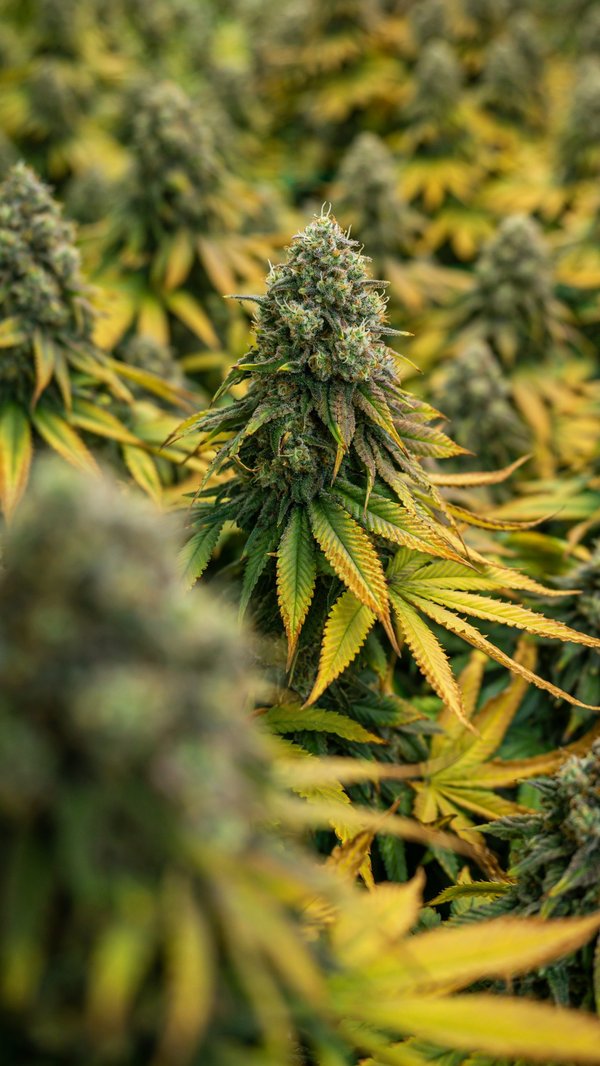 Découvrez les divers concentrés de cannabidiol: guide complet